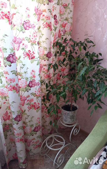 Фикус Бенджамина, высота 75 см