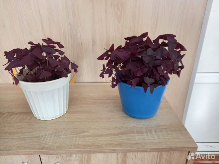 Кислица треугольная