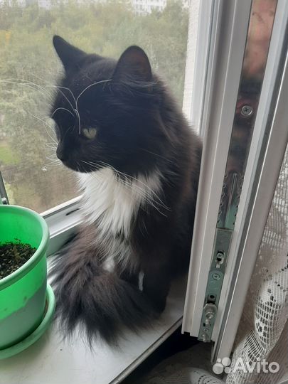 Животное кошка