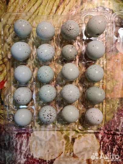 Яйца перепелиные инкубационные