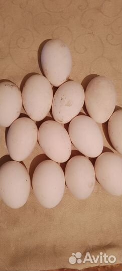 Инкубационное яйцо