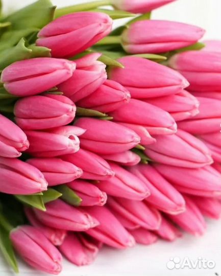 Тюльпаны к 8 марта оптом и в розницу