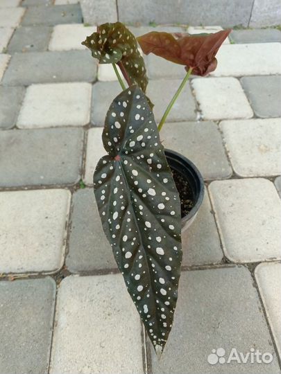 Бегония макулата