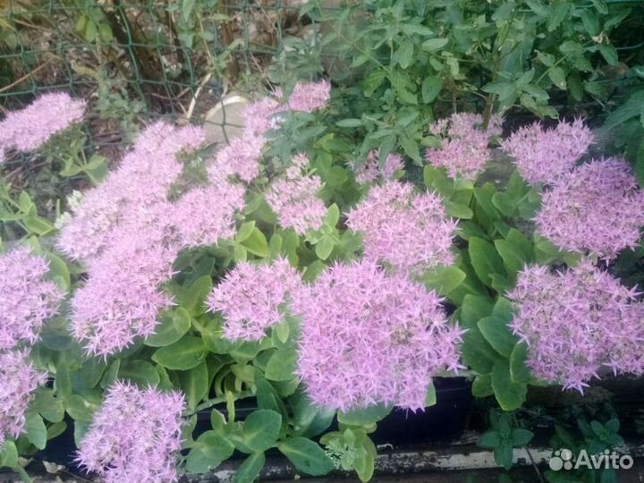 Очиток, род суккуленты, семейство толстянка