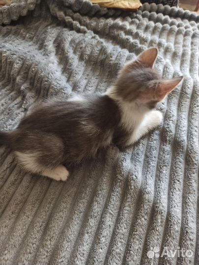 Котик в добрые руки