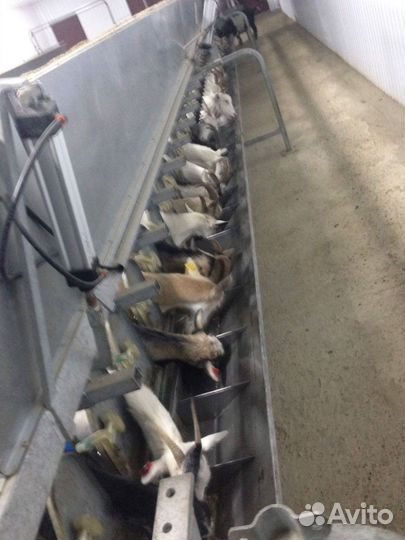 Доильный зал для Коз Milkline (72мест)