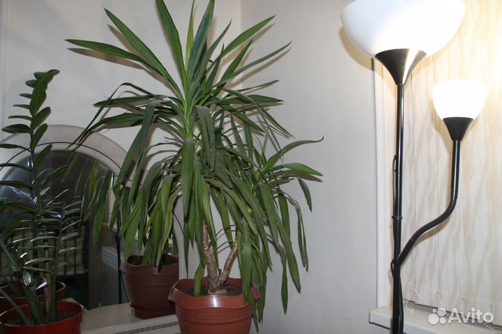 Живые,большие и красивые