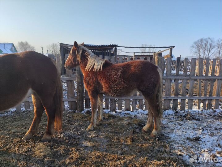 Продам кобылу и жеребушку