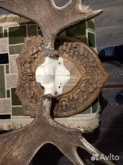Продам рога лося