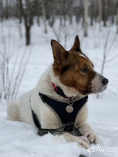 Собака мечты пропадает в приюте