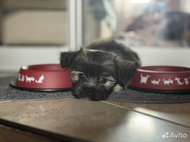 Мальтипу f1 мини девочка