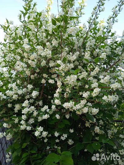 Чубушник Жасмин