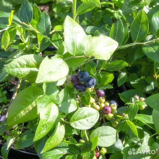 Голубики саженцы, 13 сортов, трёхлетки