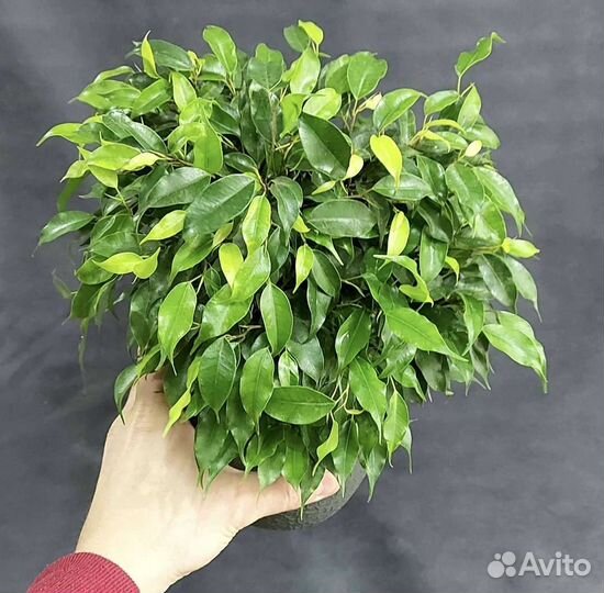 Фикус Наташа Комнатные растения Тюмень