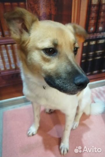 Собака Майло