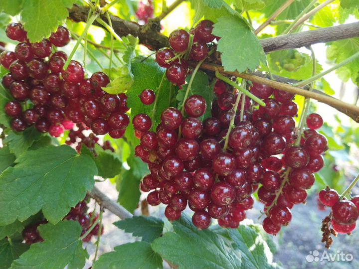 Смородина, малина