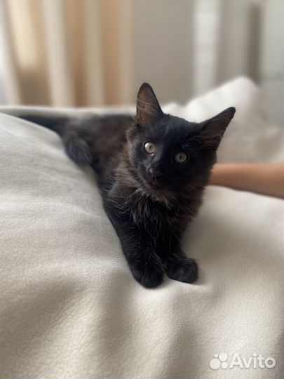Котёнок мальчик в добрые руки