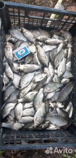 Живец карась