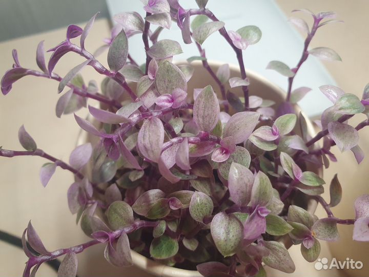 Каллизия Розовая Пантера Callisia Pink Panther