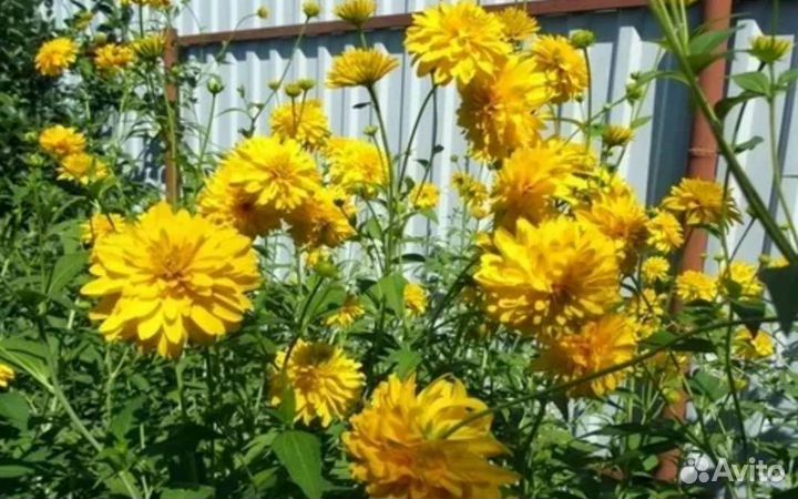 Золотые шары