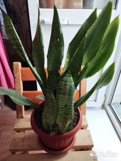 Сансевиерия