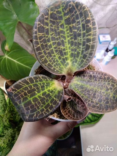 Драгоценная орхидея