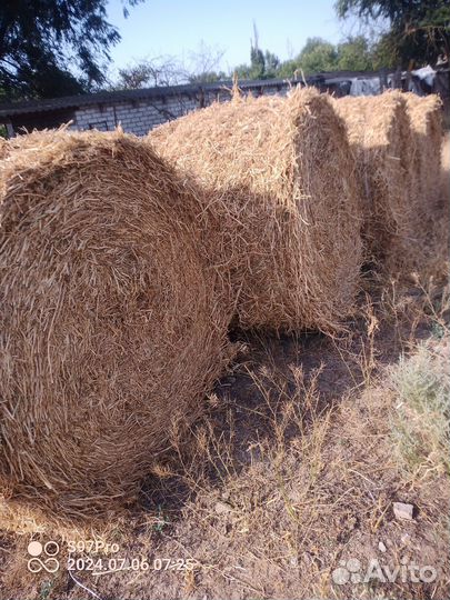 Гороховая солома