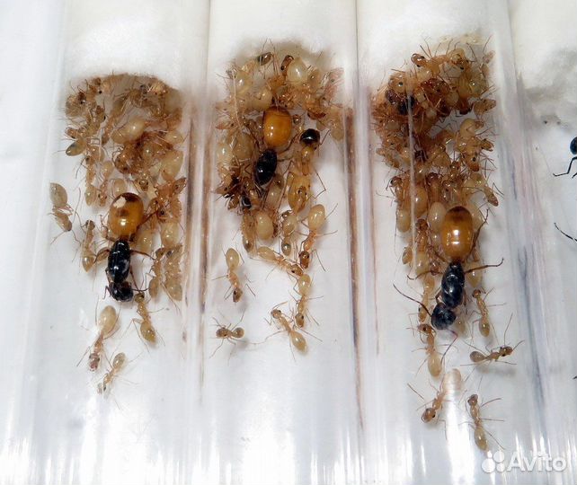 Camponotus fedtschenkoi федчи кампонотус федченкой