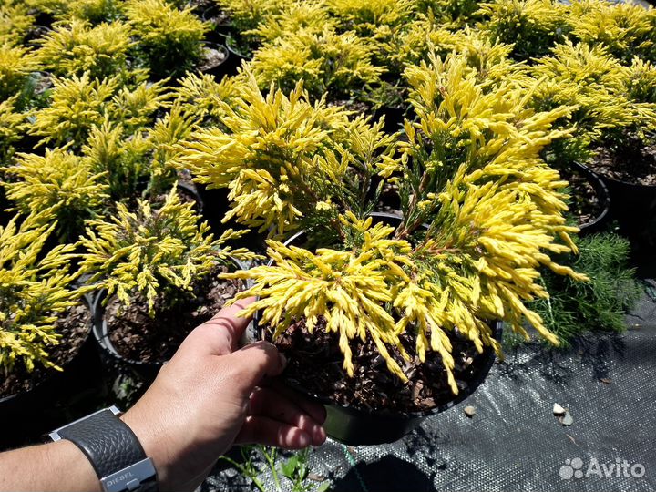 Можжевельник Лайм Глоу 317658мск