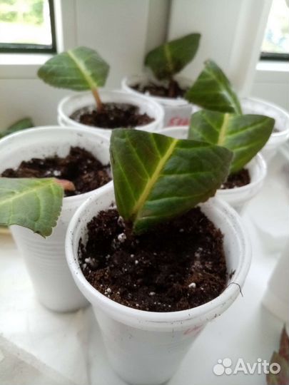 Глоксиния, тидея