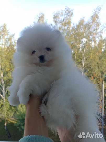 Щенки померанского шпица