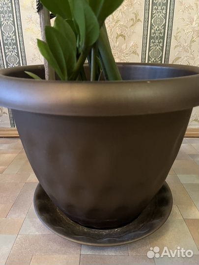 Замиокулькас