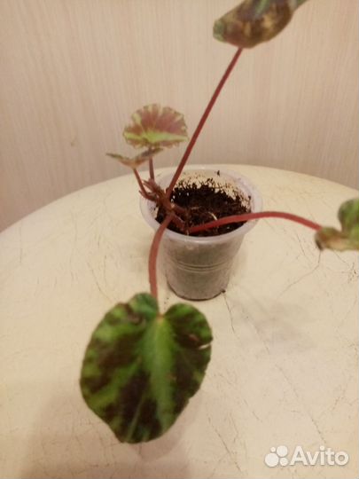 Бегонии часть 2. Эписции