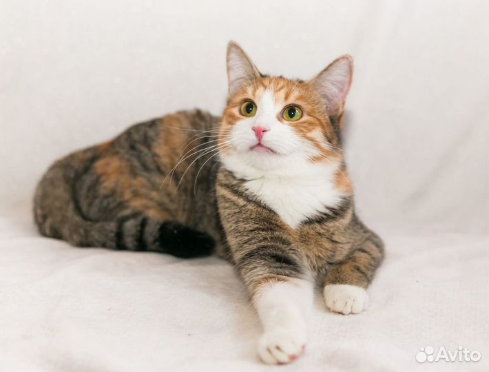 Карамелька в поиске родителей