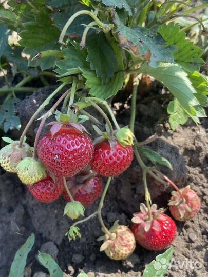 Саженцы клубники и земляники