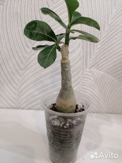 Адениум прививка