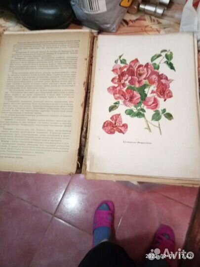 Комнатное цветовотство