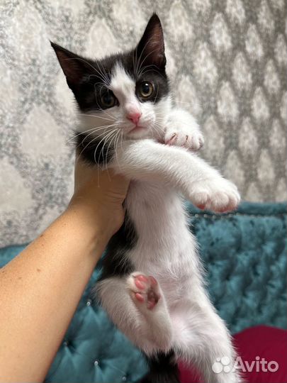Котенок, мальчик, 2 месяца