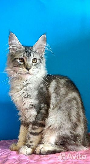 Шоу котенок