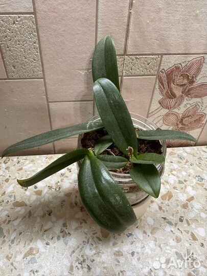 Орхидея фаленопсис желтая