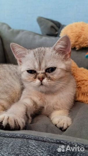 Шотландская
