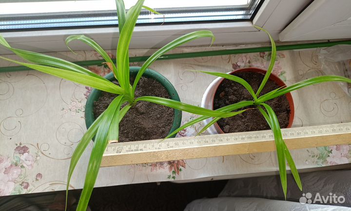 Укорененные отростки пальмы Панданус