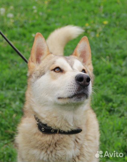 Иртыш, метис хаски из приюта