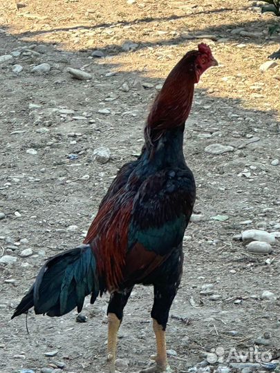 Бойцовые петухи