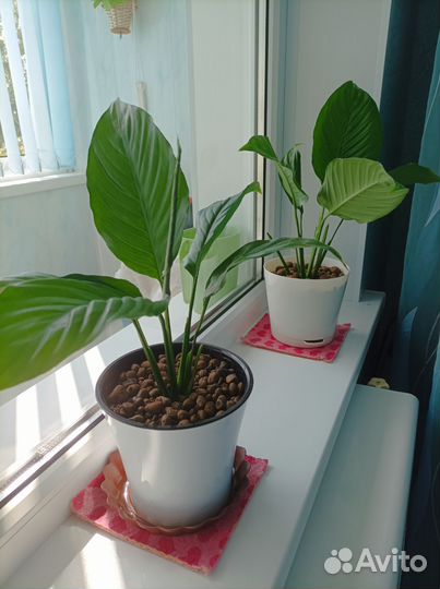 Спатифиллум