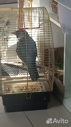 Галка птица