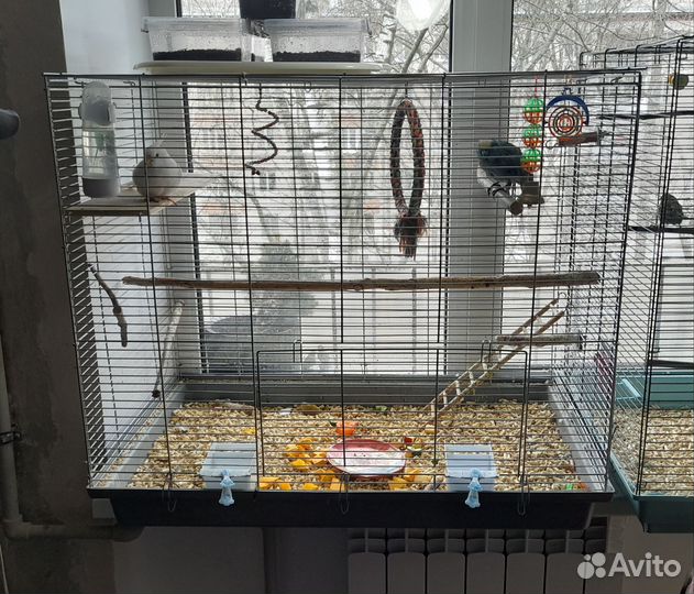 Корелла и какарик с большой клеткой