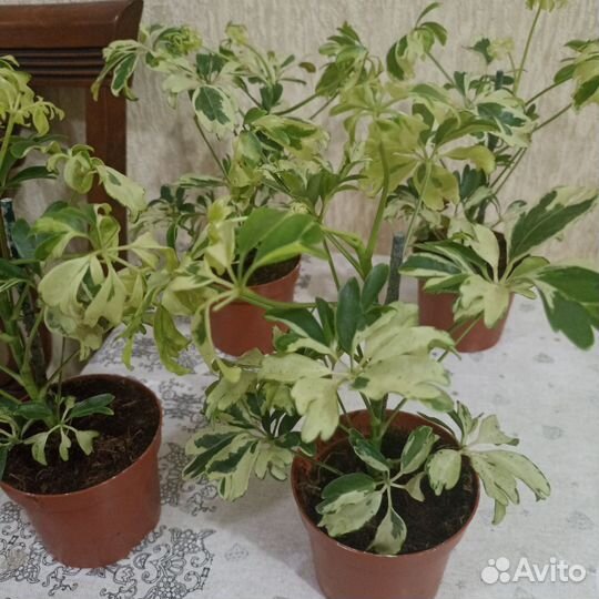 Комнатные цветы шефлера