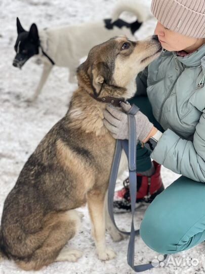 Собака в добрые руки