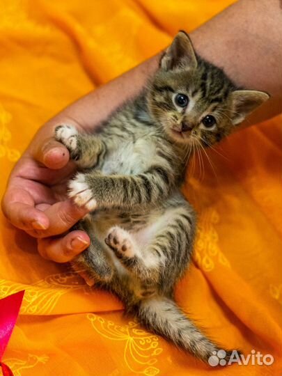 Отдаём котят 1,5 месяца